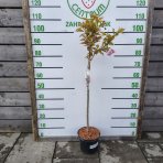 Sakura ozdobná (Prunus serrulata) ´KANZAN´ - výška 80-100 cm, kont. C4L - NA KMIENKU